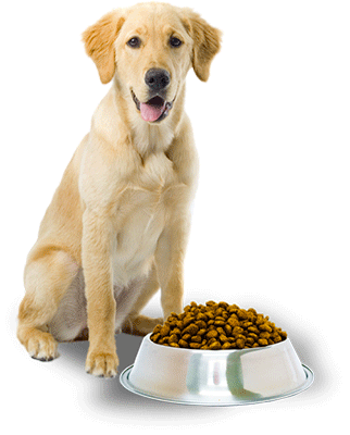 ALIMENTO PERRO